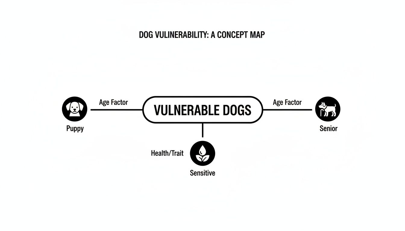 A concept map illustrating dog vulnerability, linking puppies, seniors, and sensitive dogs.