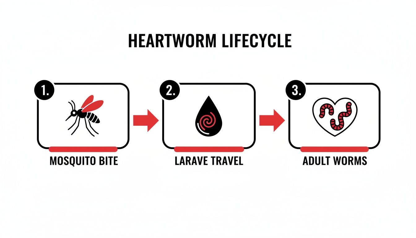 Heartworm lifecycle infographic showing mosquito bite, larvae travel, and adult worms in a heart.
