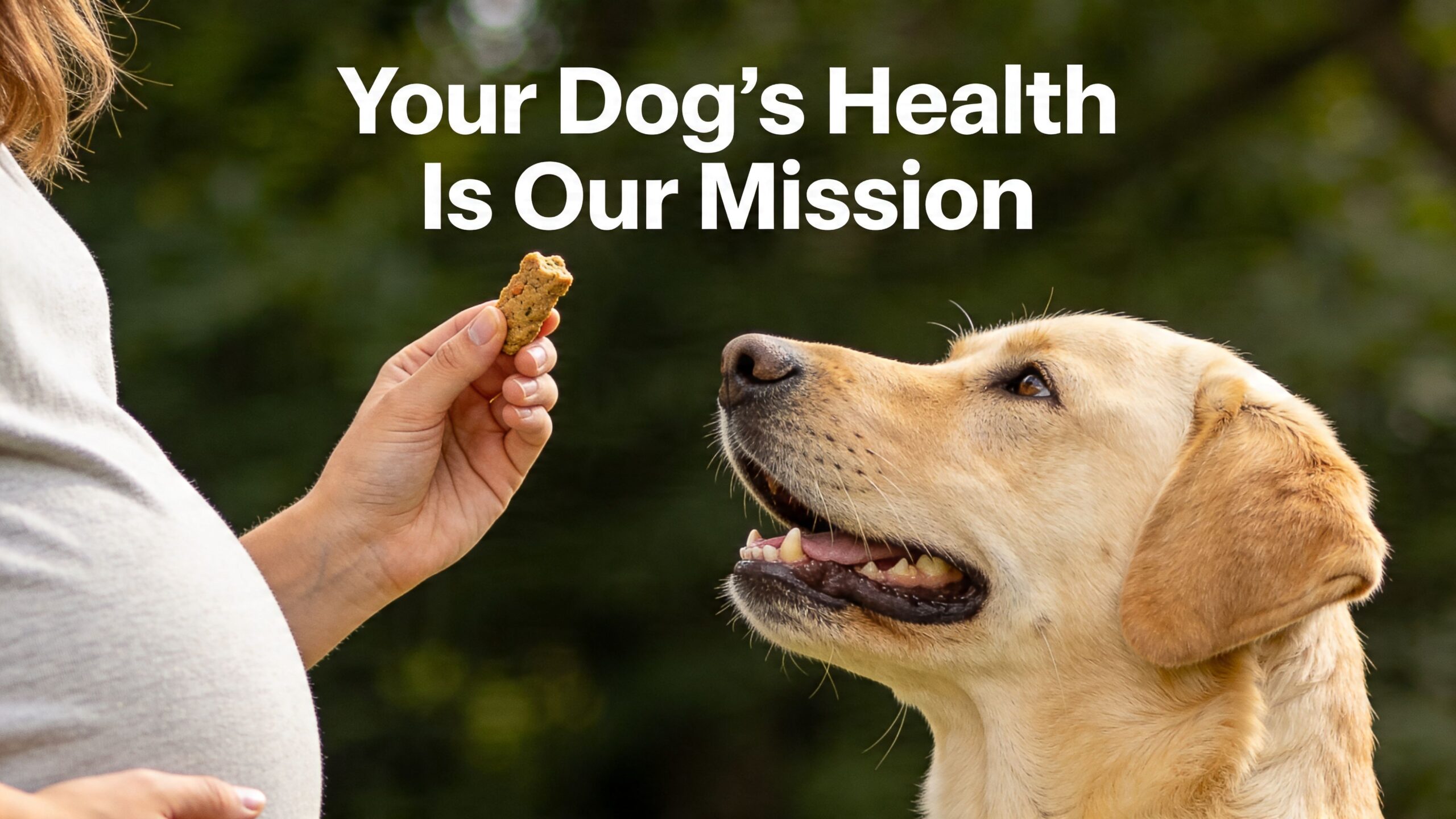 A pregnant woman holding a treat for her yellow Labrador retriever in a grassy outdoor setting.