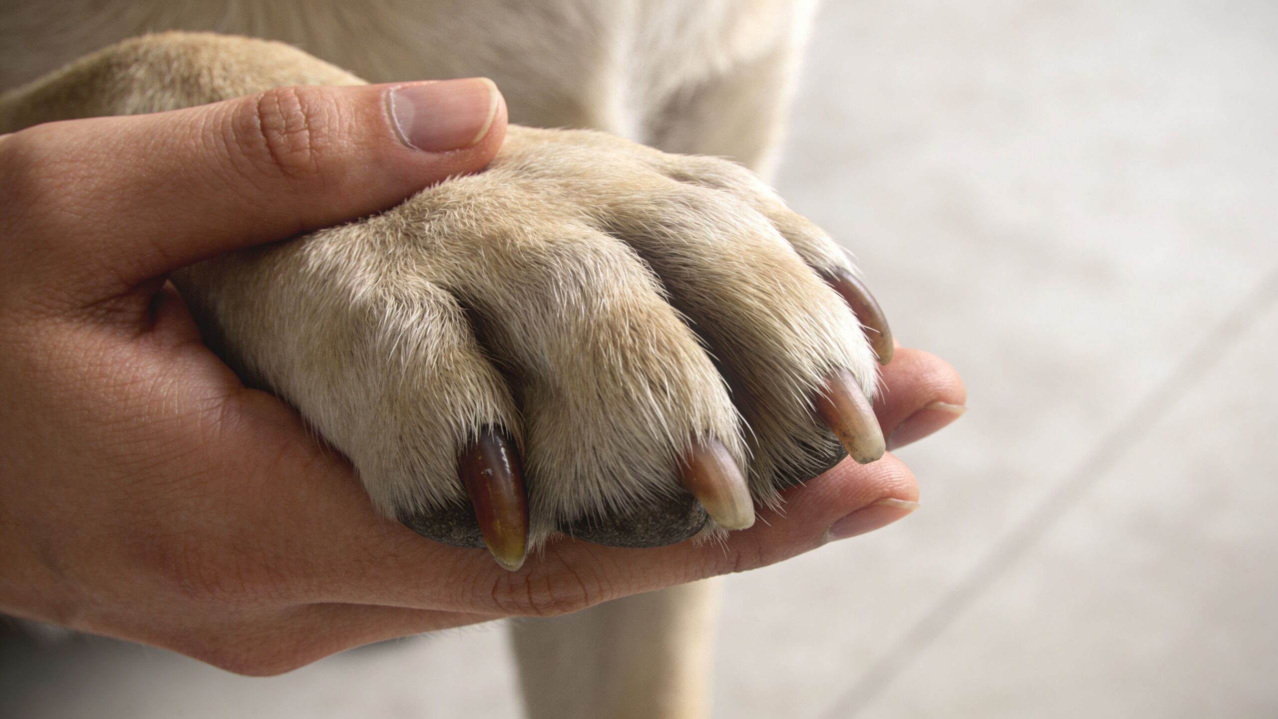 A human hand gently holding a dog's paw, highlighting the long nails and anatomy of the canine foot.