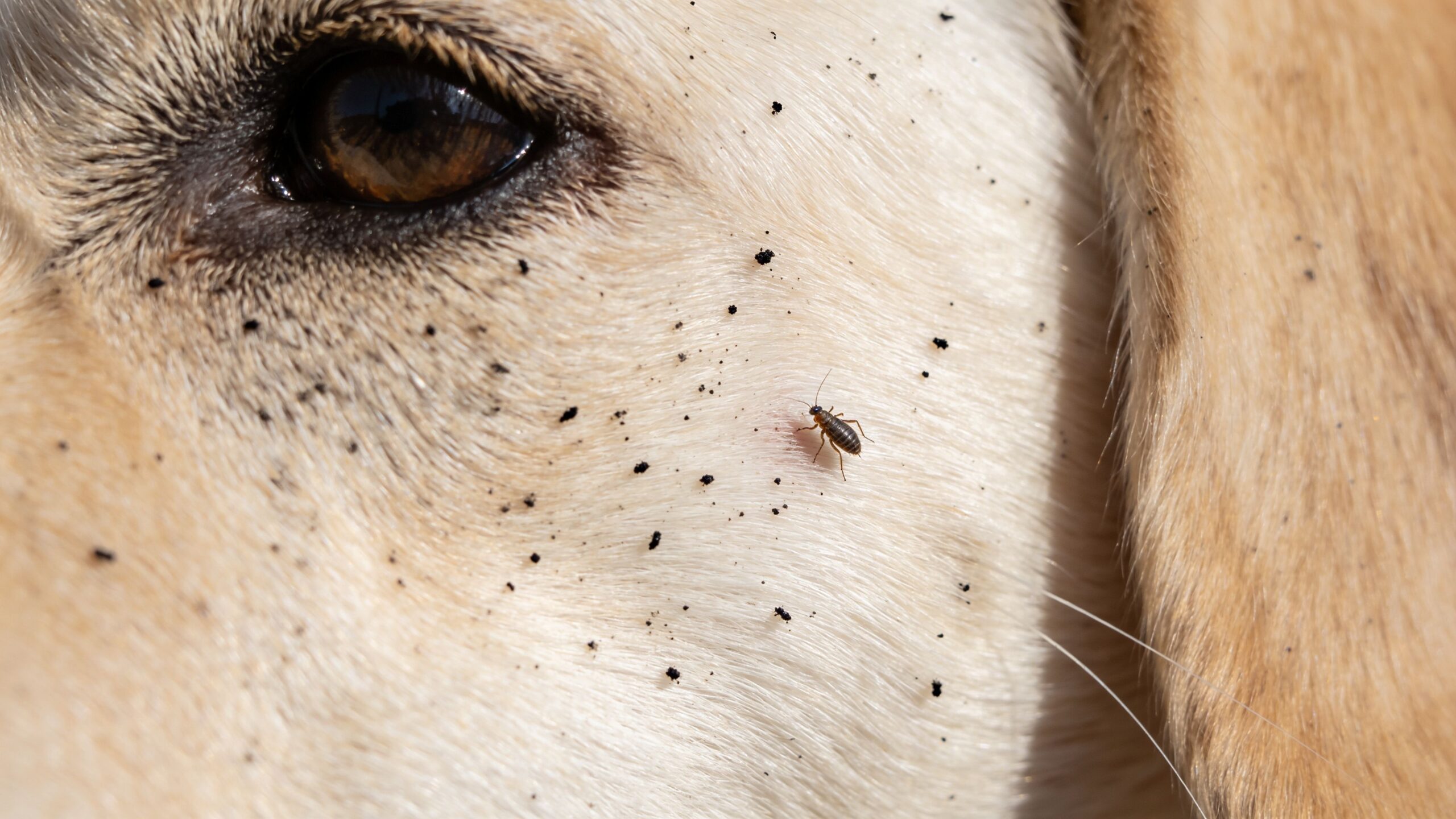 A close-up view of a dog's face infested with fleas and flea dirt in its fur.