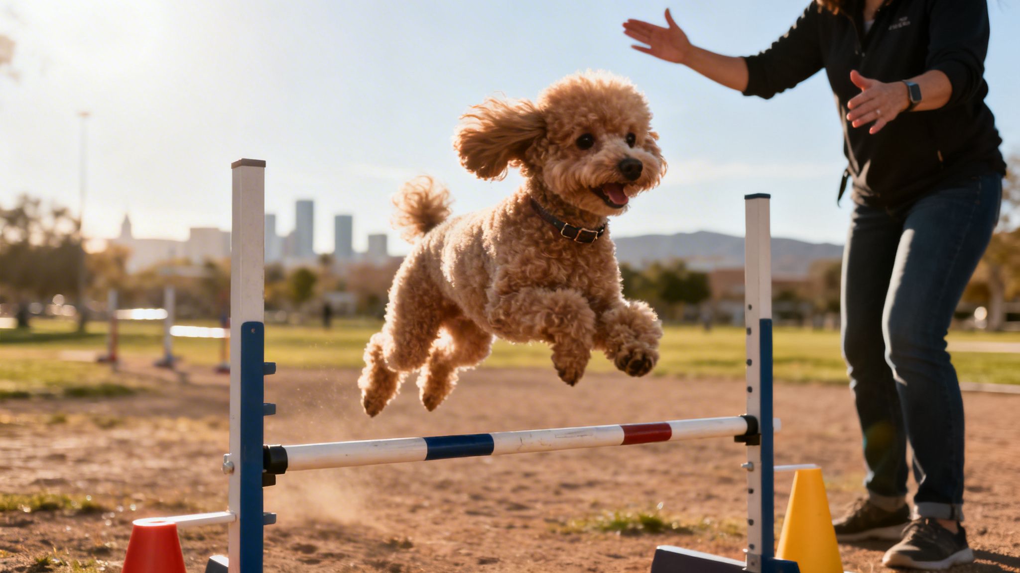 A cute brown poodle happily jumps over an agility hurdle in a sunny park with a city background.