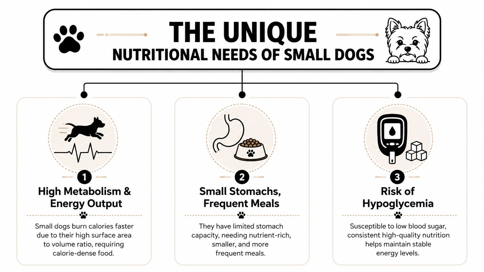 An infographic illustrating three key nutritional needs of small dogs: high metabolism, frequent meals, and hypoglycemia risk.