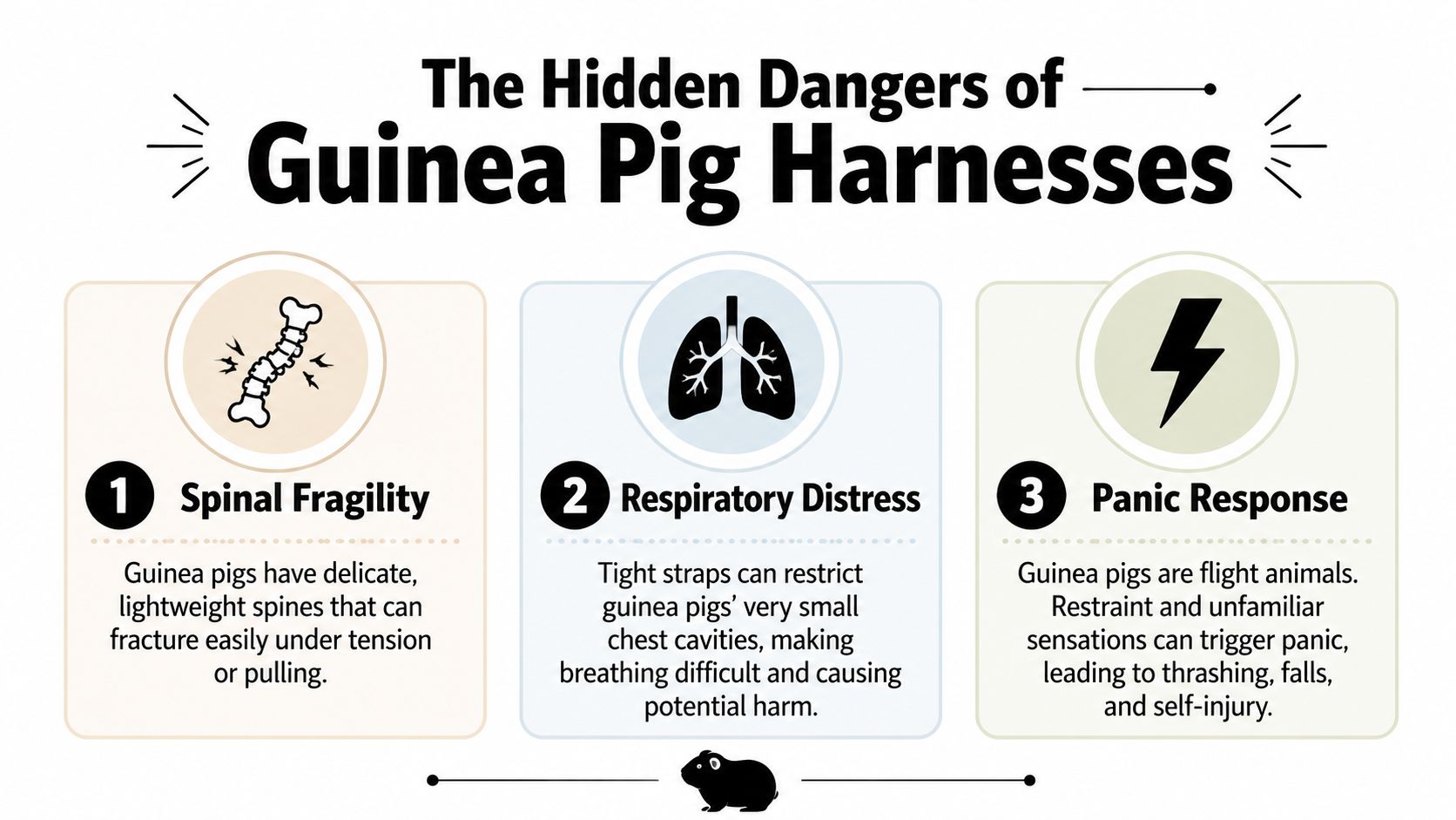 An infographic illustrating three key risks of using harnesses on guinea pigs: spinal, respiratory, and psychological.