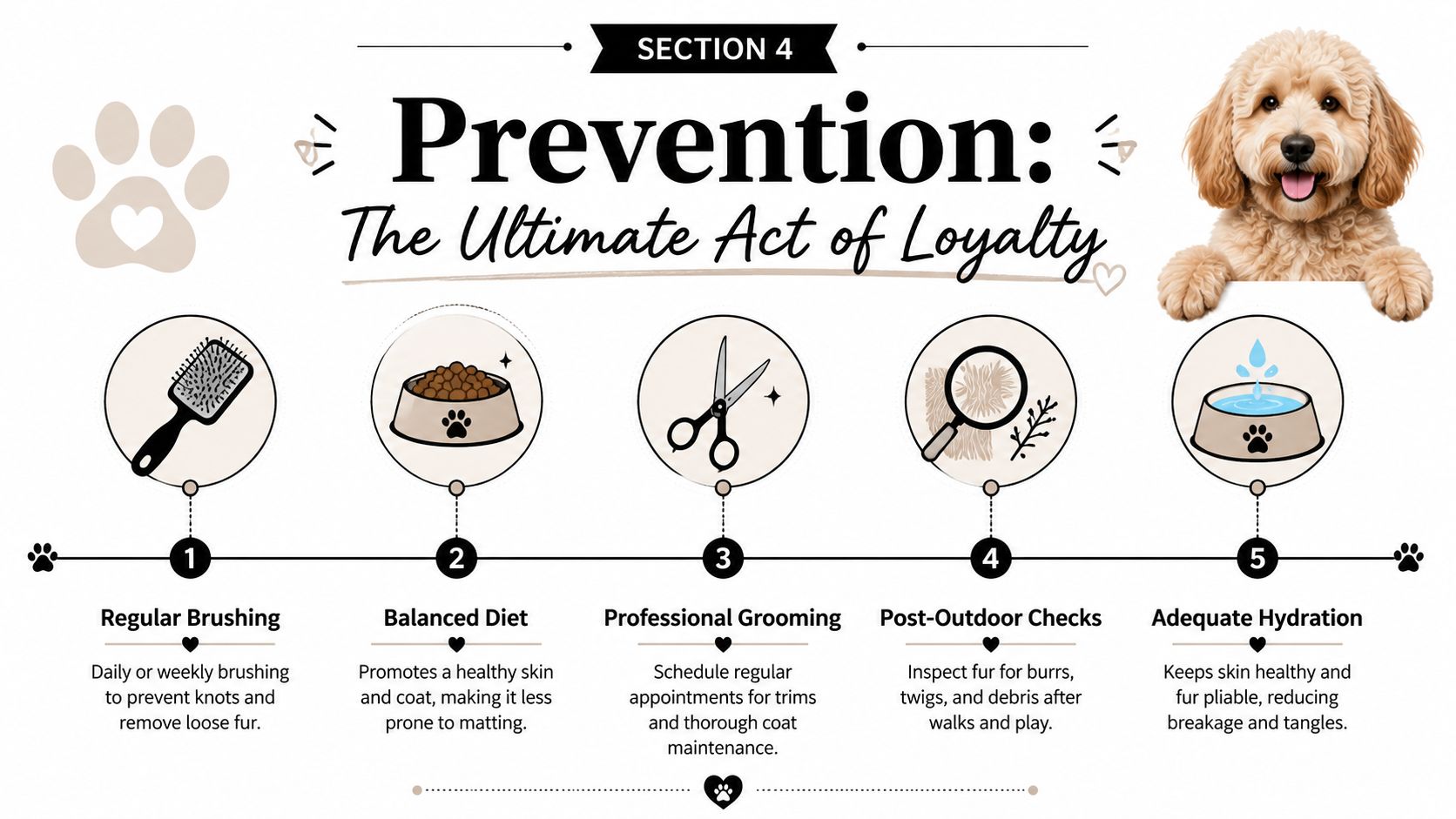 An infographic detailing five essential tips for dog coat care including brushing, diet, grooming, checks, and hydration.