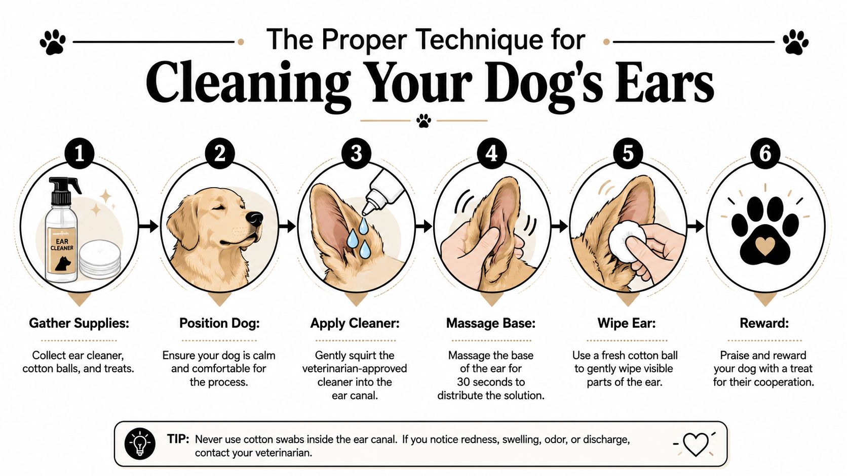 A six-step instructional infographic showing the proper technique for cleaning a dog's ears safely at home.