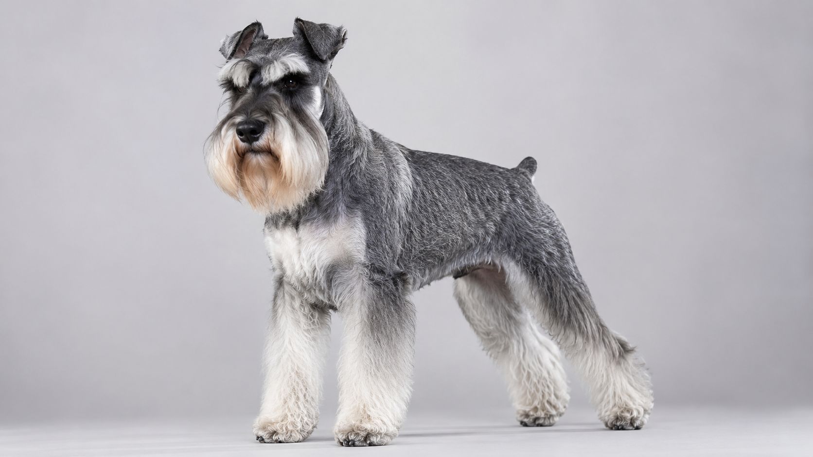 A neatly groomed grey and white Miniature Schnauzer standing against a solid light grey studio background.