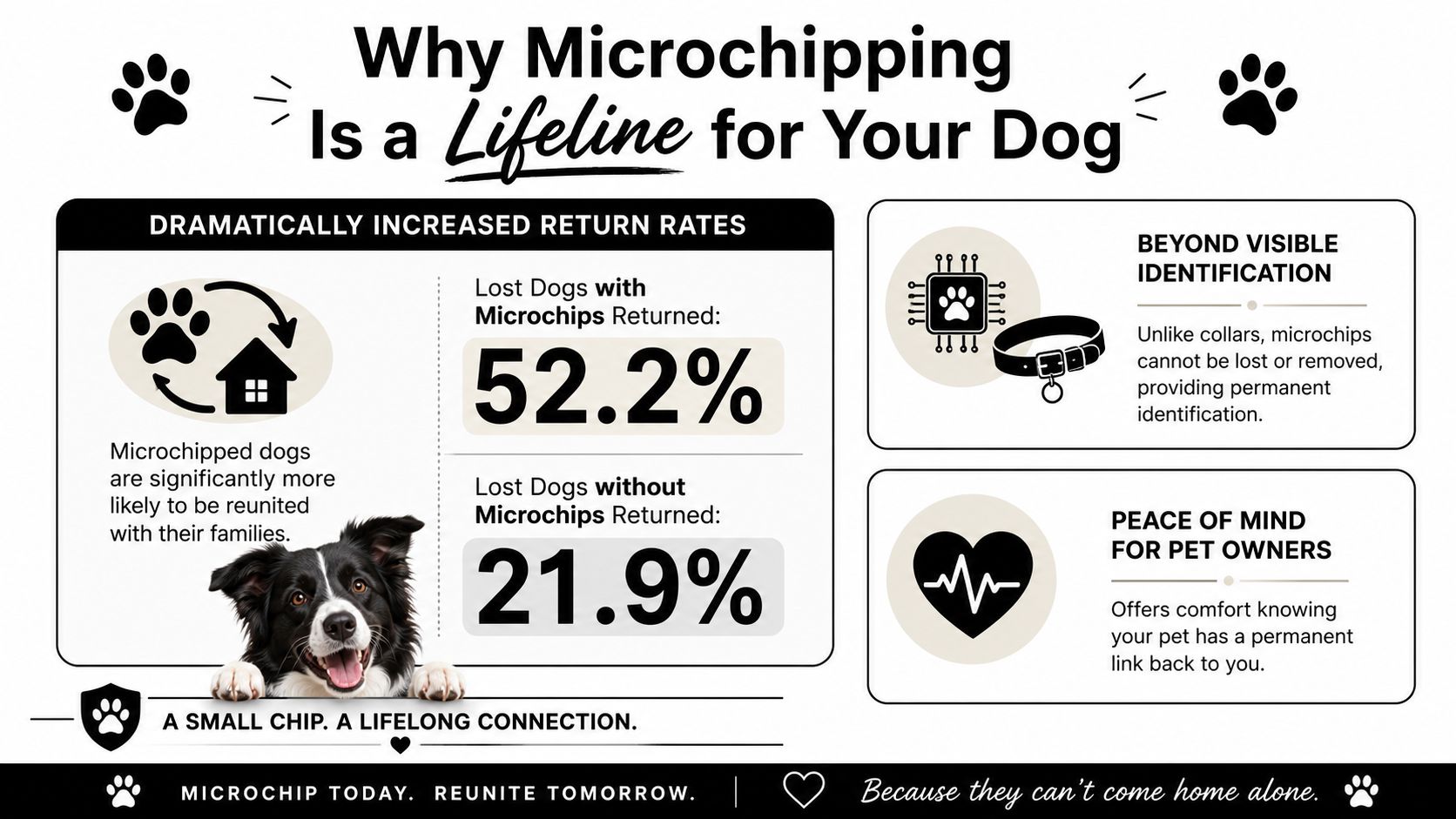 An infographic showing statistics on how microchipping significantly increases the likelihood of reuniting lost dogs with families.