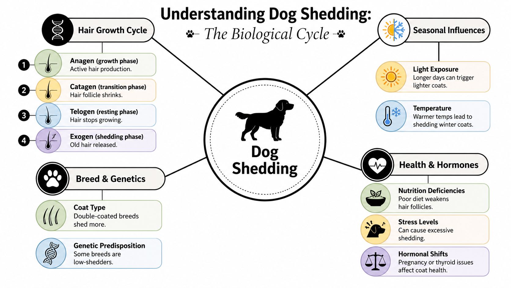 An infographic titled Understanding Dog Shedding outlining the biological cycles, genetics, environmental factors, and hormonal influences on shedding.