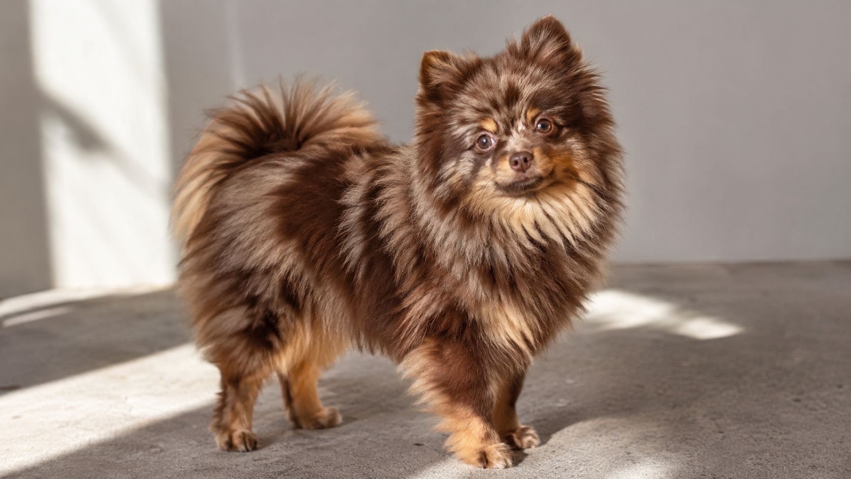 A cute chocolate merle Pomeranian dog standing on a concrete floor in soft sunlight.