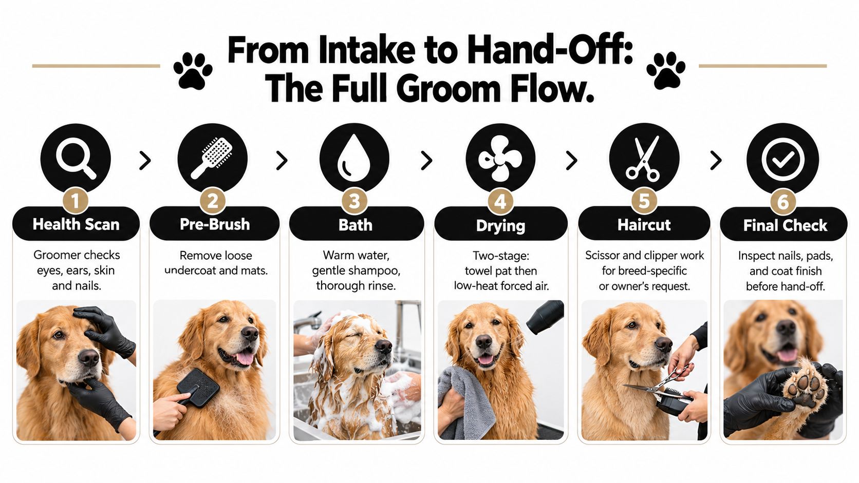 A step-by-step infographic showing the dog grooming process from health scan and bath to final haircut.